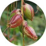 Barringtonia racemosa fruit