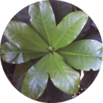 Barringtonia racemosa leaves