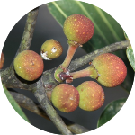 Ficus trichopoda fruit