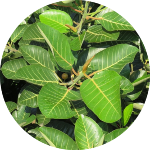 Ficus trichopoda leaves