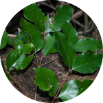 Lydenburgia abbottii leaves