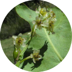 Ocotea bullata flowers