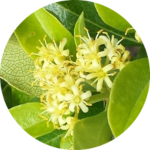 Pittosporum viridiflorum flowers