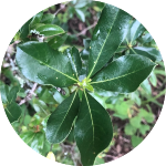 Pittosporum viridiflorum leaves