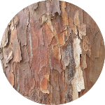 Podocarpus falcatus bark