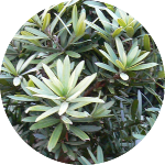 Podocarpus latifolius leaves